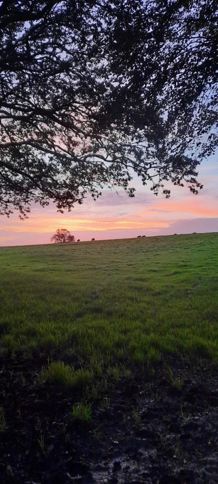 Summit Camping Kit Hill Cornwall Panoramic Views Grass Pitch From 15Pn Or Bella Bell Tent 75Pn Callington Eksteriør billede