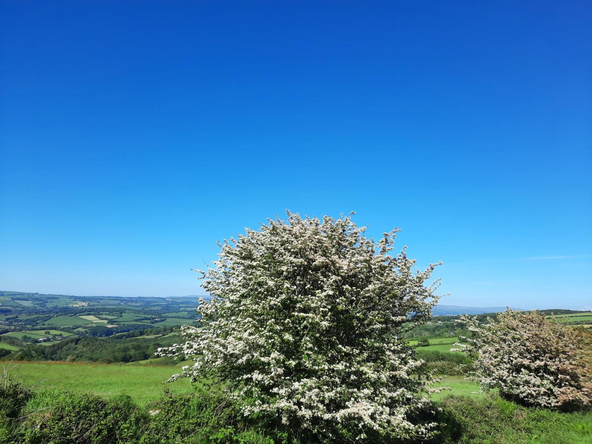 Summit Camping Kit Hill Cornwall Panoramic Views Grass Pitch From 15Pn Or Bella Bell Tent 75Pn Callington Værelse billede