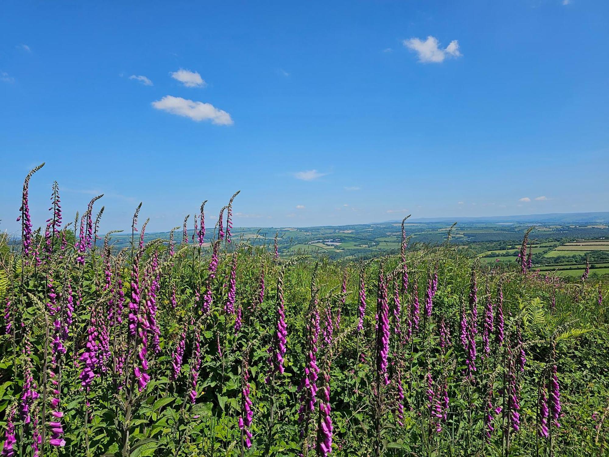 Summit Camping Kit Hill Cornwall Panoramic Views Grass Pitch From 15Pn Or Bella Bell Tent 75Pn Callington Eksteriør billede